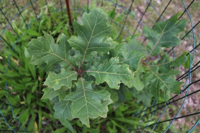 Quercus acerifolia - dub javorolistý - listy